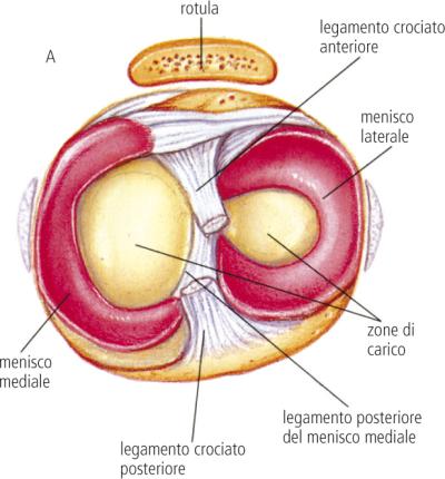 anatomia menischi