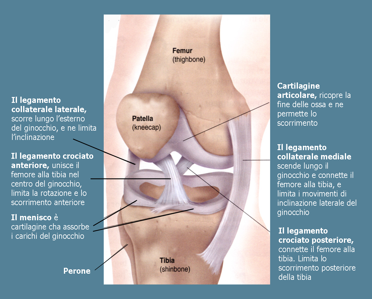 articolazione del ginocchio d