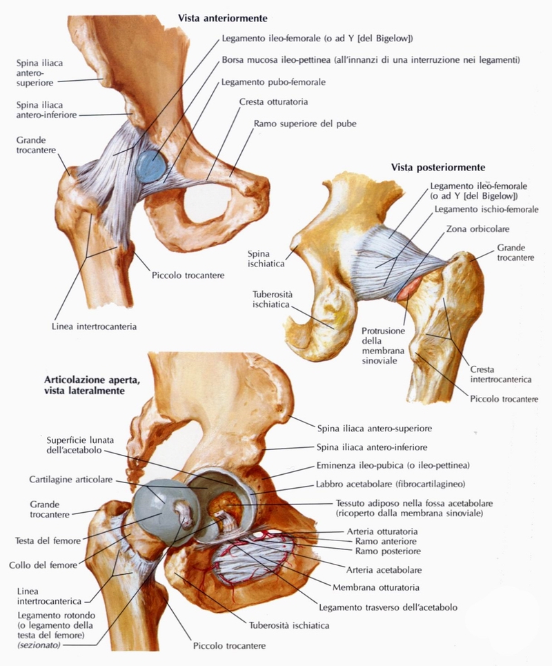 articolazione della anca