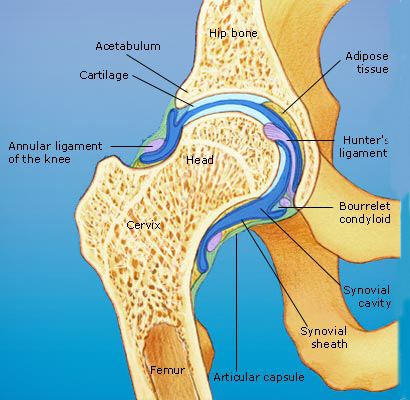 cartilagini dellanca