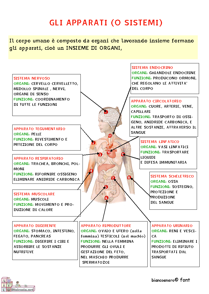 Il Corpo Umano Lessons Blendspace