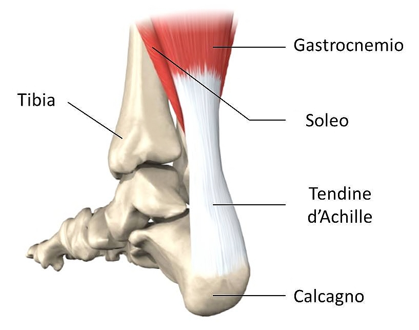 inerimento del tendine di Achille al calcagno