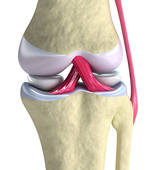 legamenti del ginocchio a