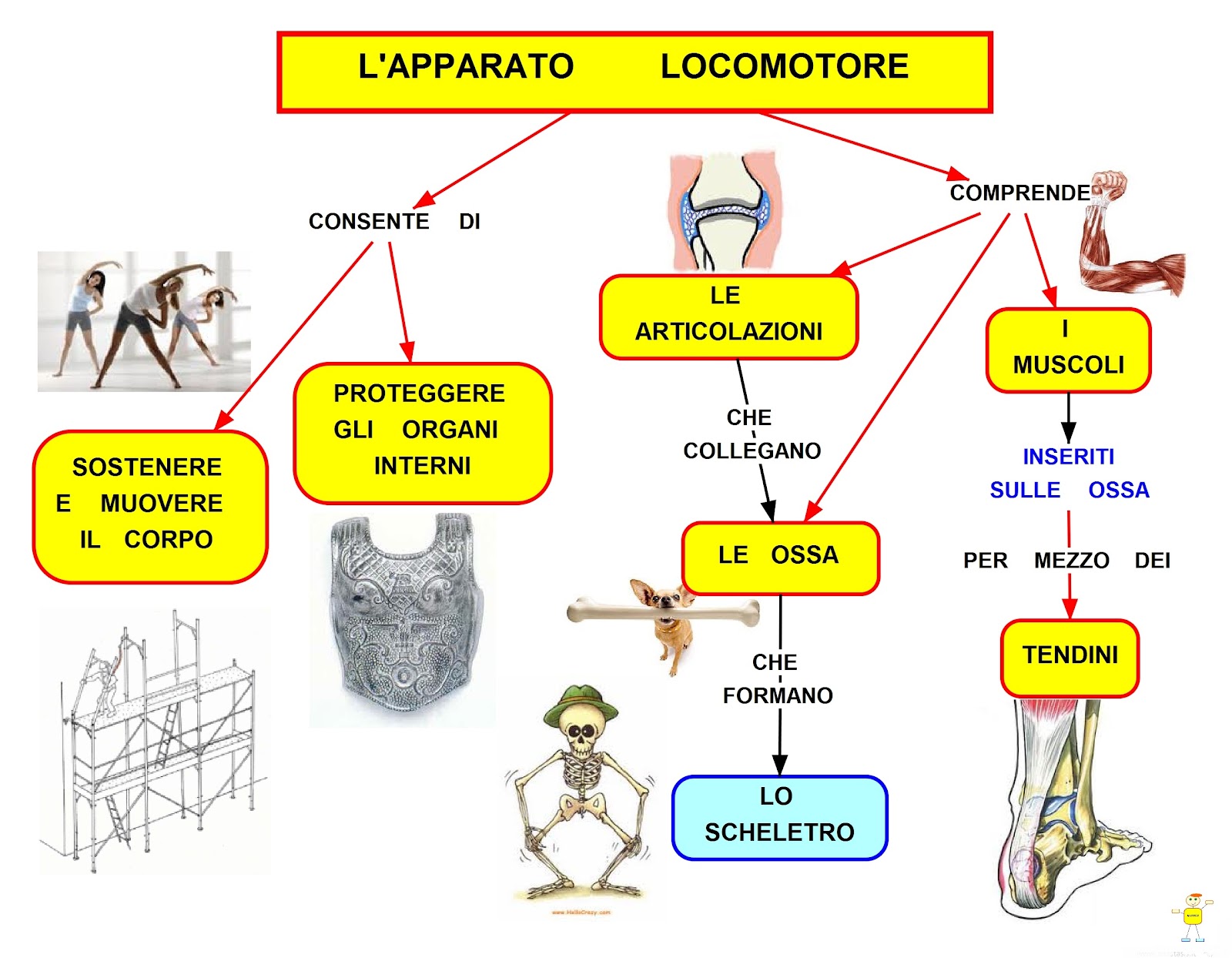 mappa apparato locomotore