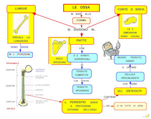 mappa delle ossa