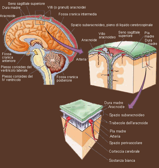 meningi e liquido cerebrospinale