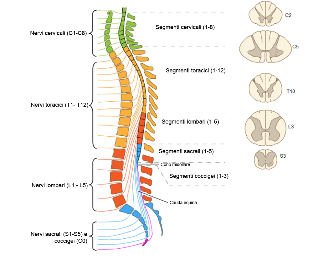 midollo spinale