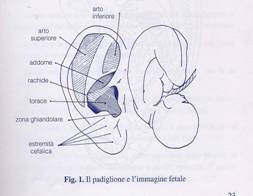 orecchio con neonato