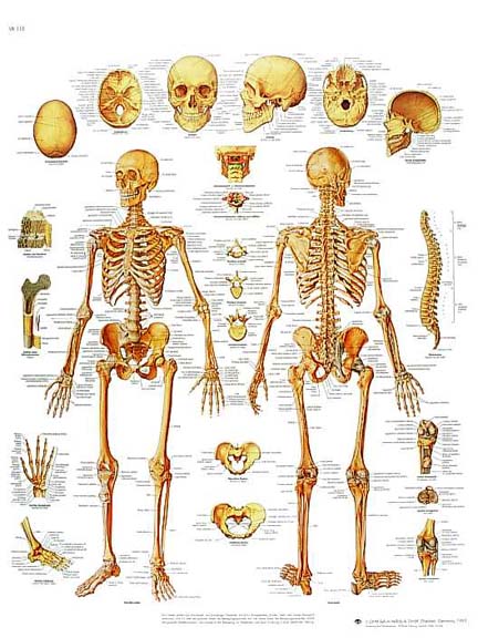scheletro a