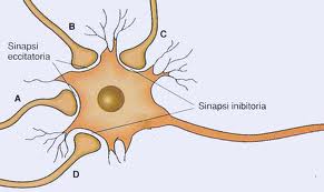 sinapsi