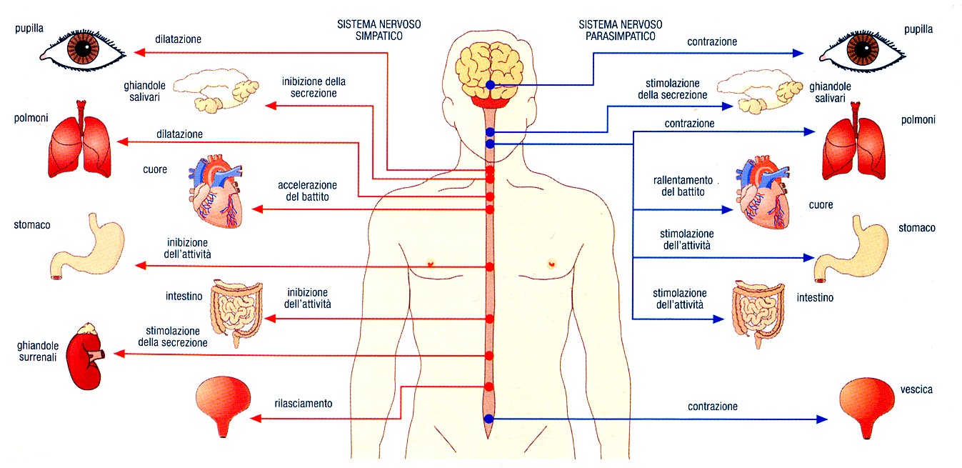 sistema nervoso simpatico e parasimpatico