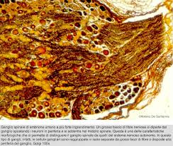 tessuto nervoso al microscopio